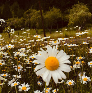 Meet your Posher, Averie